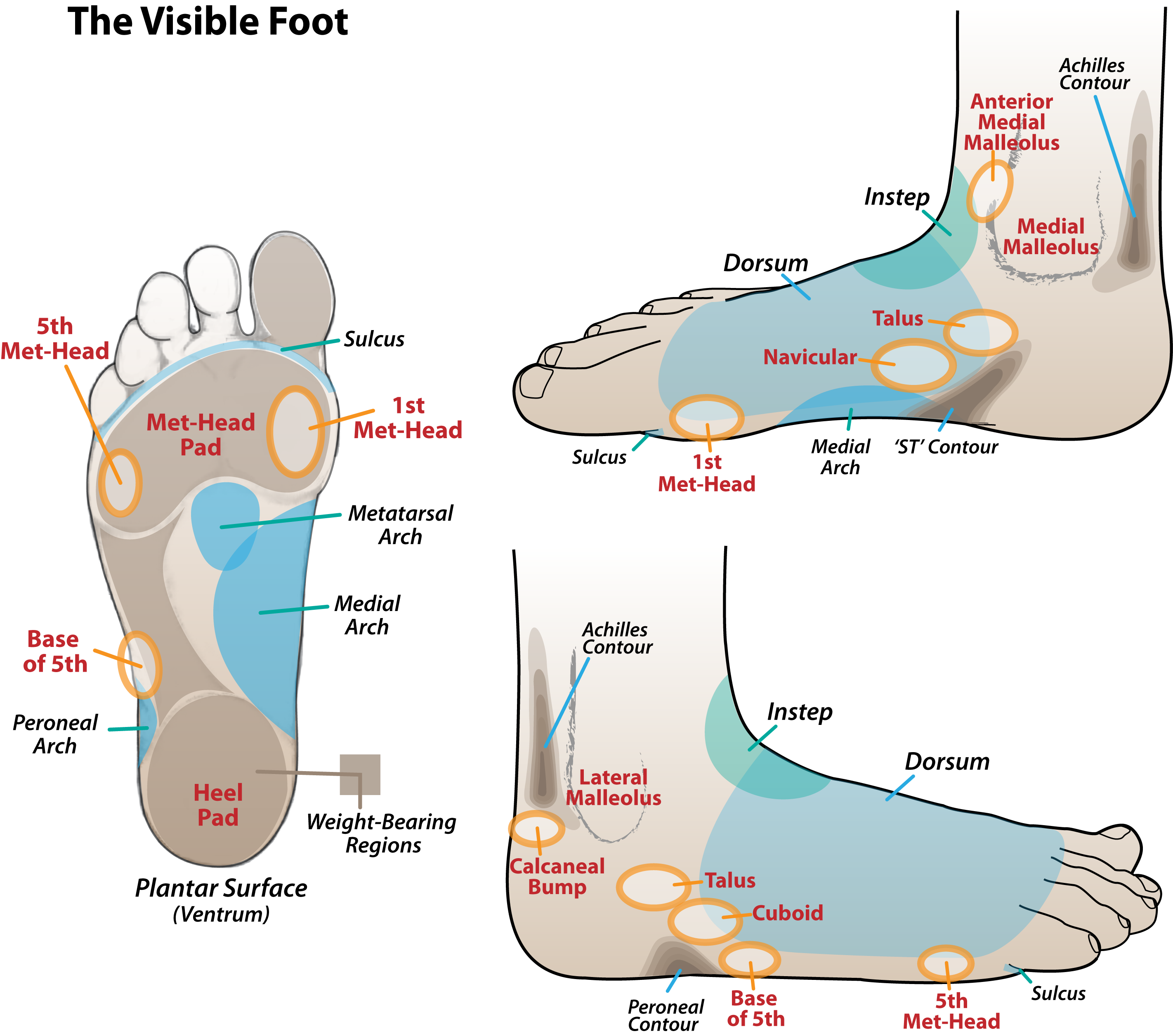 Visible-Foot.png